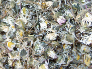 Gänseblümchen 