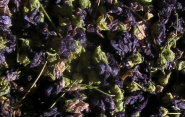 Malvenblüten 